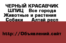 ЧЕРНЫЙ КРАСАВЧИК ШПИЦ - Все города Животные и растения » Собаки   . Алтай респ.